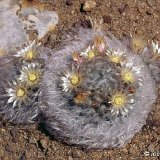 Mammillaria bocasana splendens ex multilanata JLcoll.2552.jpg